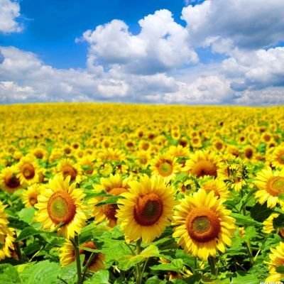 农业农村部印发《指导意见》遏制耕地撂荒